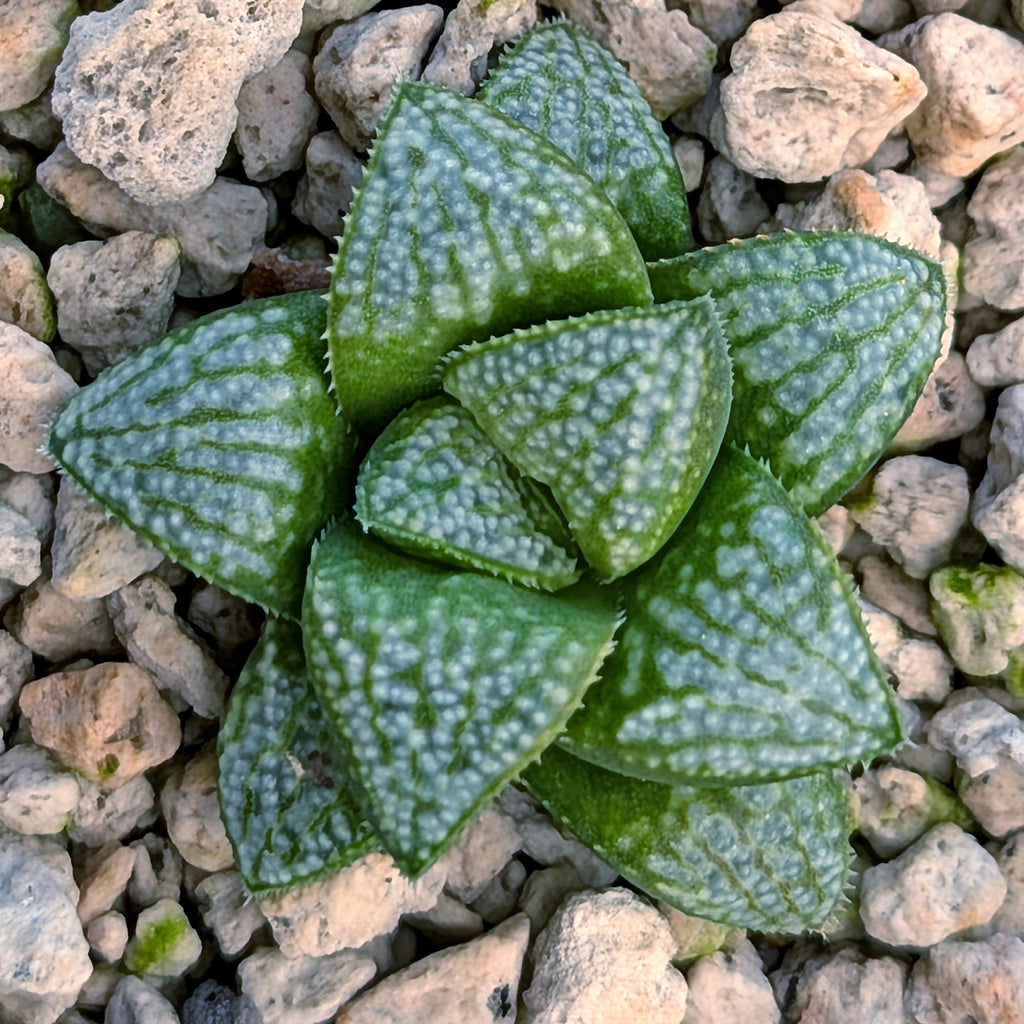 Haworthia PP671 hybrid series #44