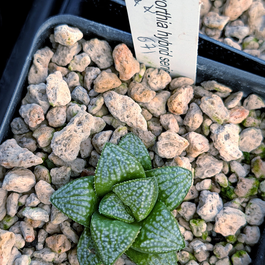 Haworthia PP671 hybrid series #44