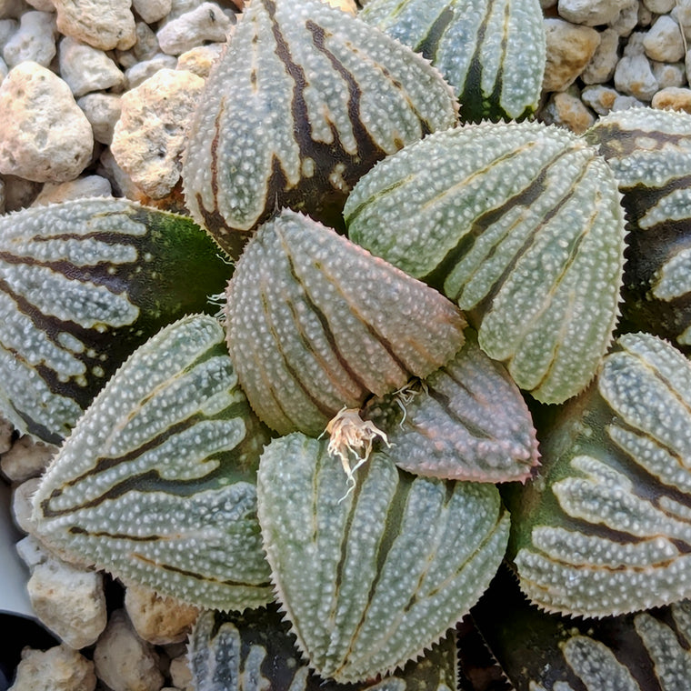 Haworthia  hybrid series PP585 #45
