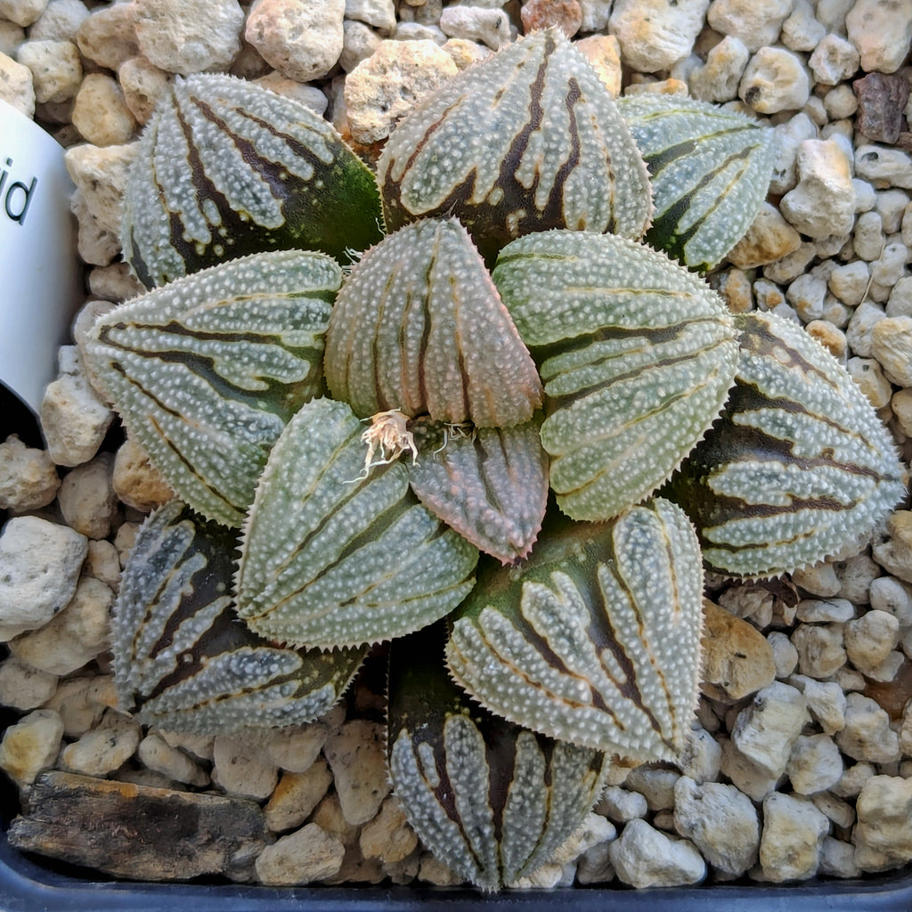 Haworthia  hybrid series PP585 #45