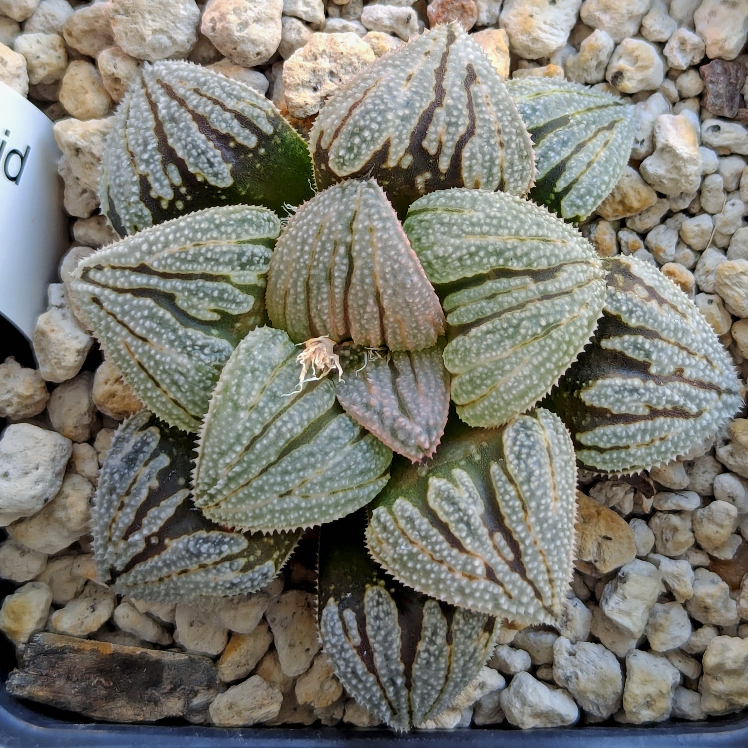 Haworthia  hybrid series PP585 #45