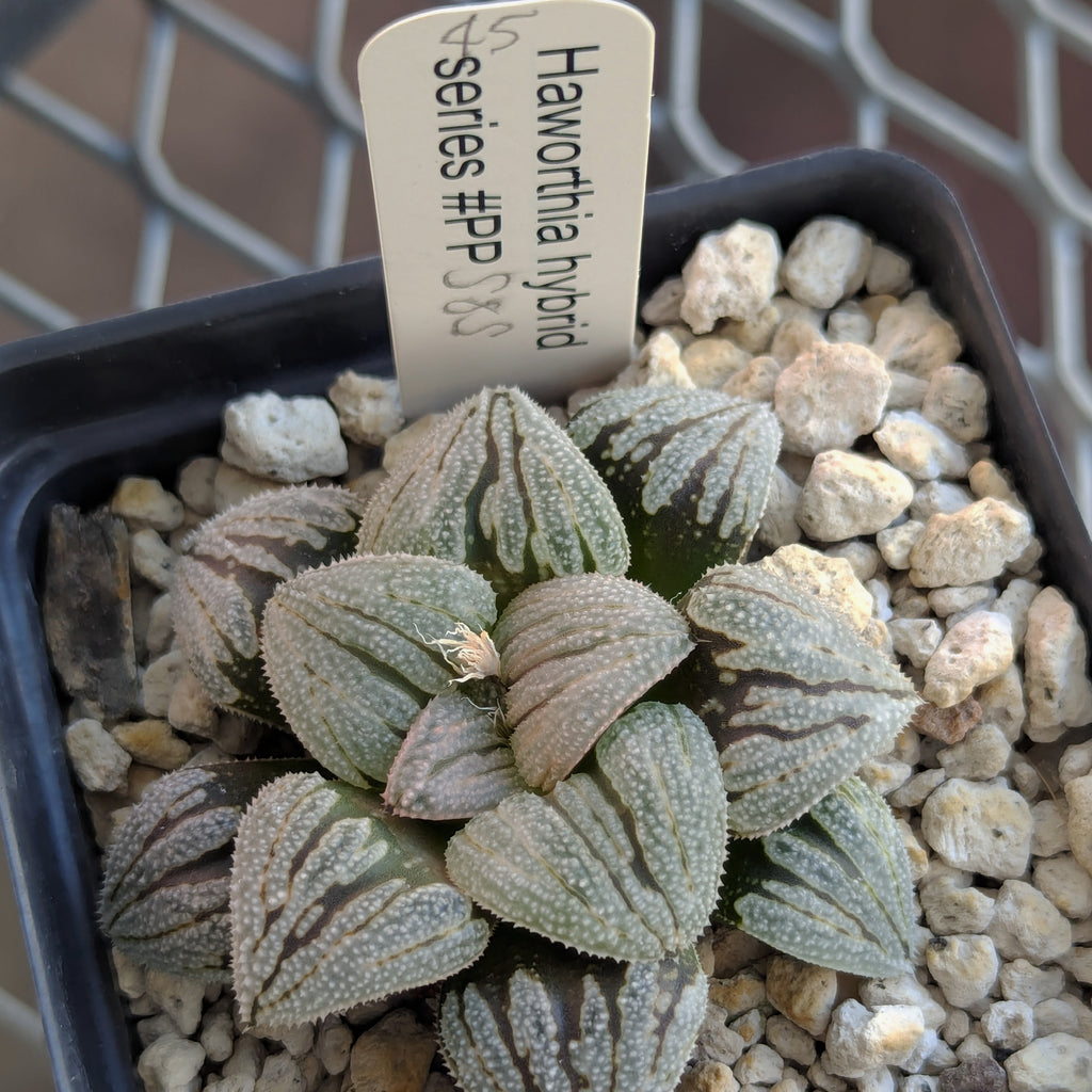 Haworthia  hybrid series PP585 #45