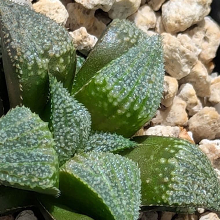 Haworthia  hybrid series PP611  #45