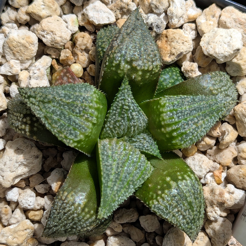 Haworthia  hybrid series PP611  #45