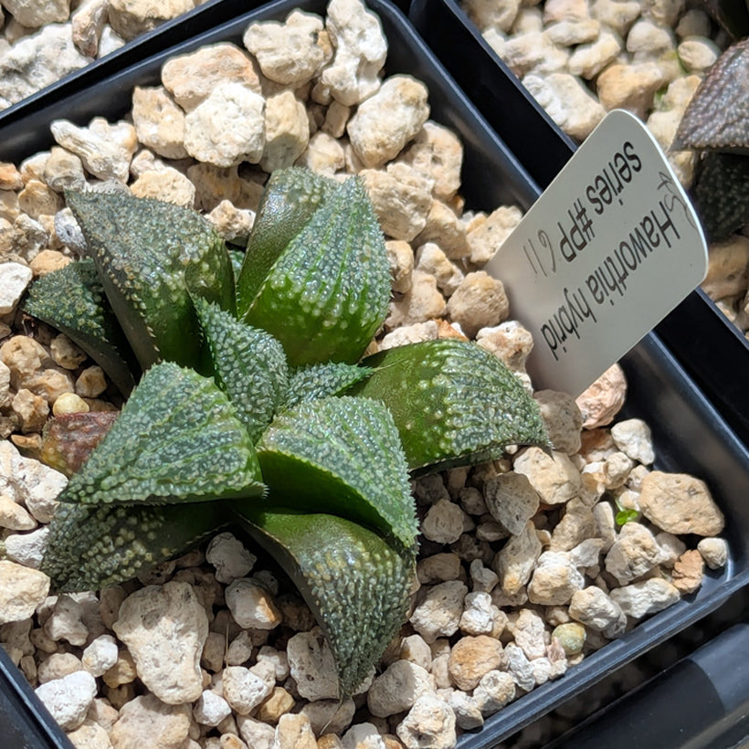 Haworthia  hybrid series PP611  #45