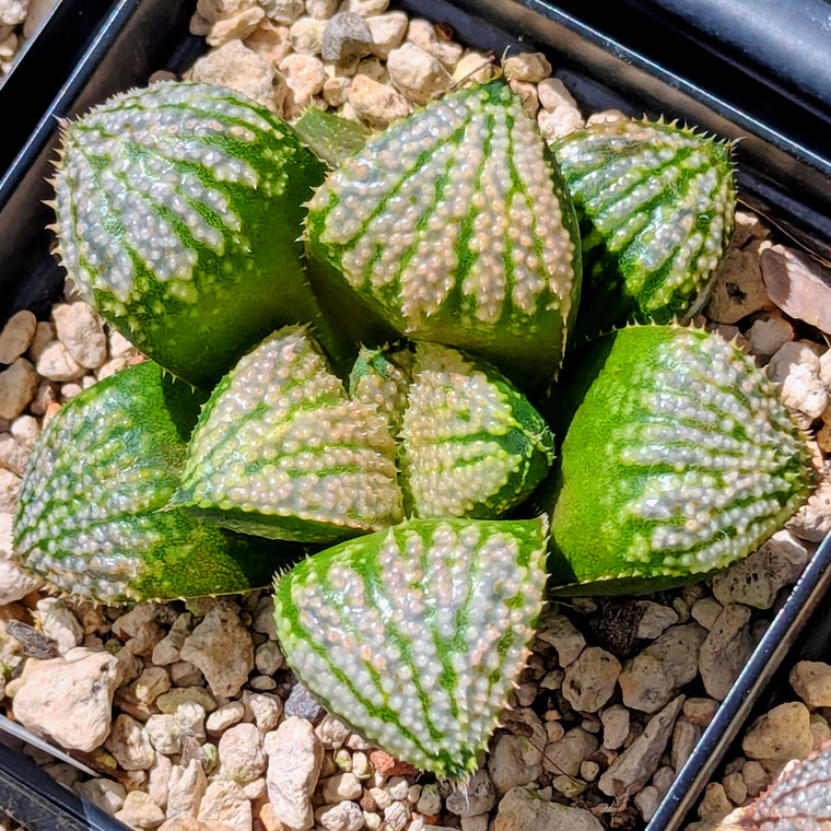Haworthia 