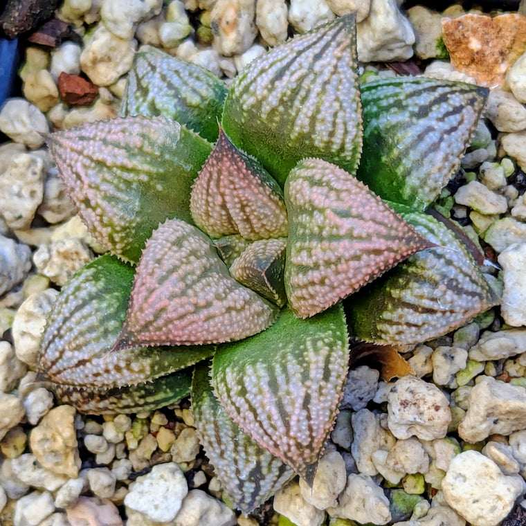 Haworthia 