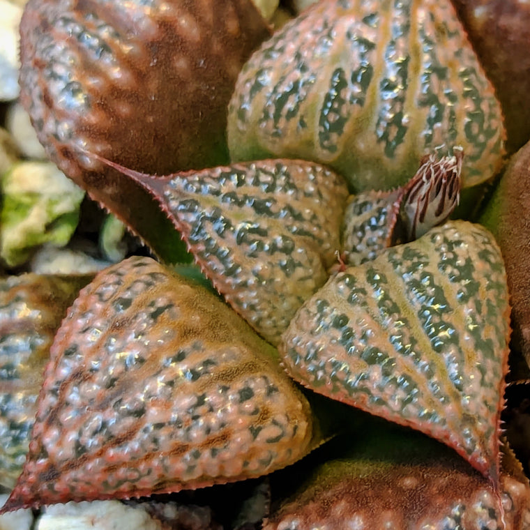 Haworthia  hybrid series PP571 #45