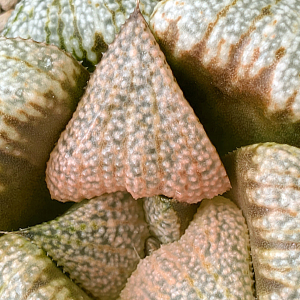 Haworthia "TetraTreasures" PP634 hybrid series #45