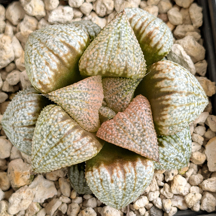 Haworthia 