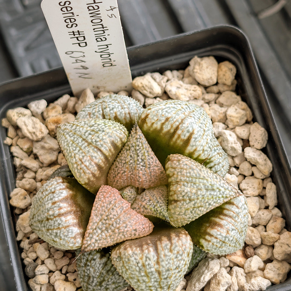 Haworthia "TetraTreasures" PP634 hybrid series #45