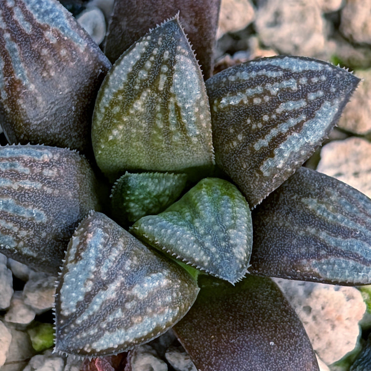 Haworthia PP671 hybrid series #45