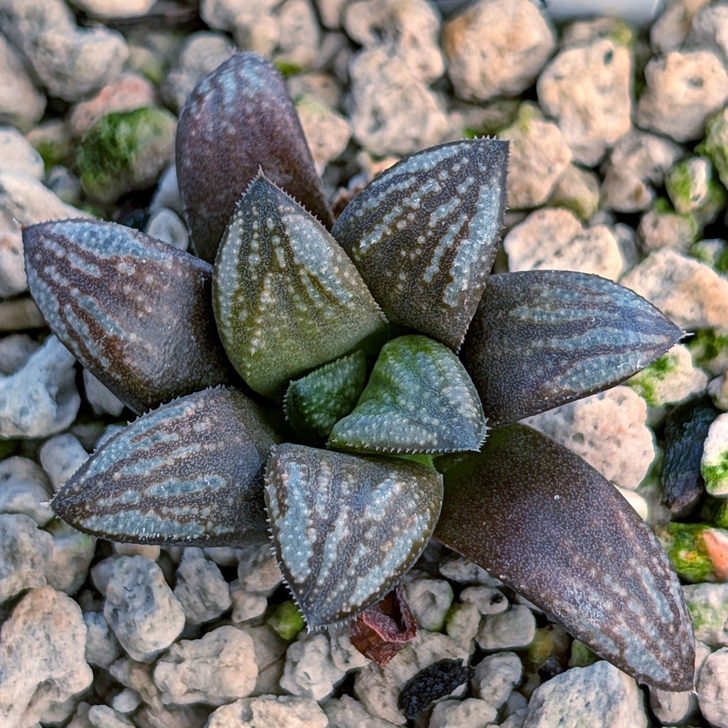 Haworthia PP671 hybrid series #45
