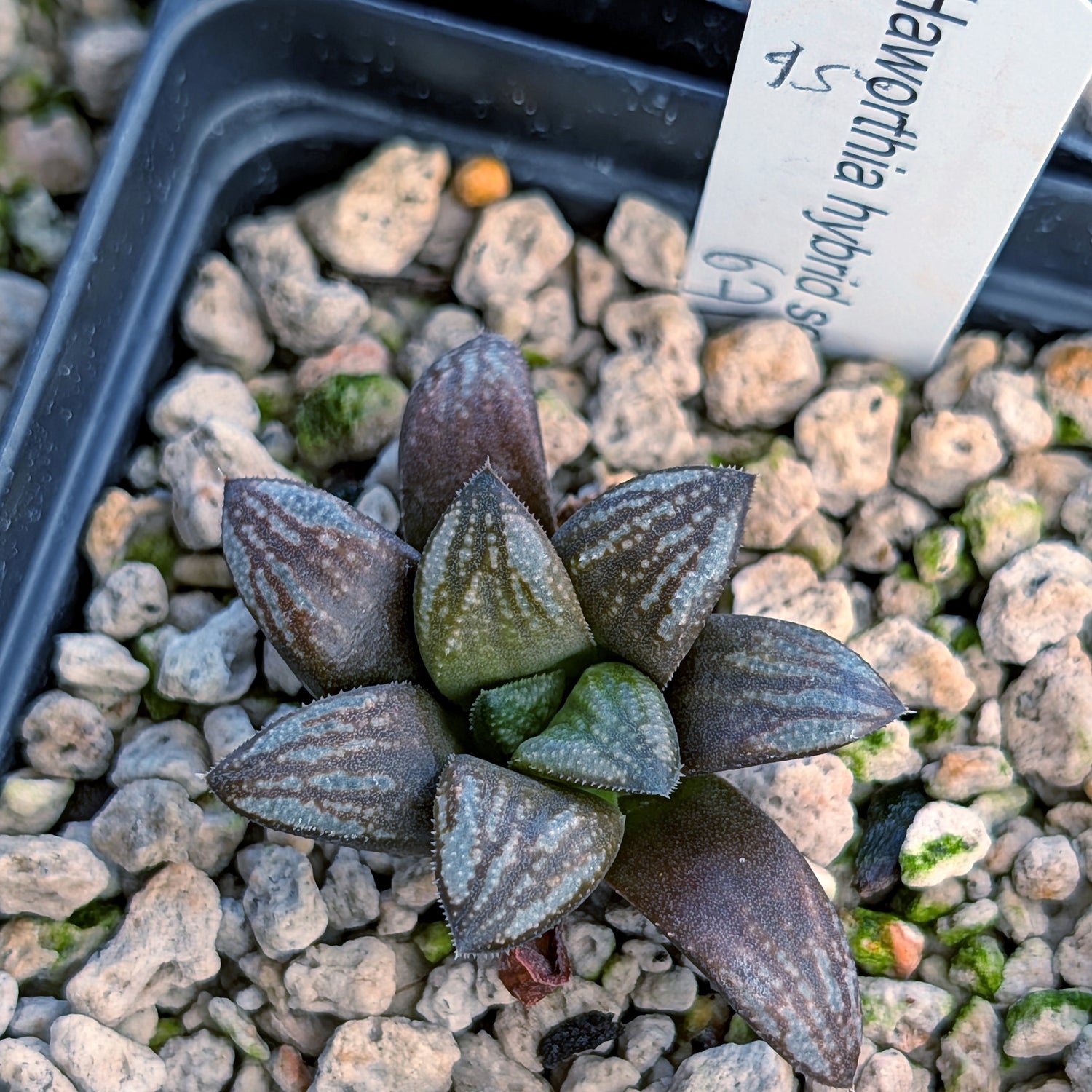 Haworthia PP671 hybrid series #45