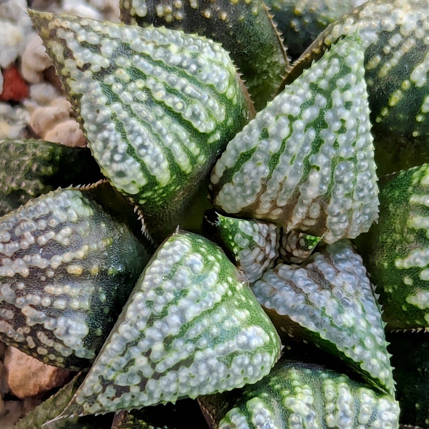 Haworthia PP611 hybrid series #46