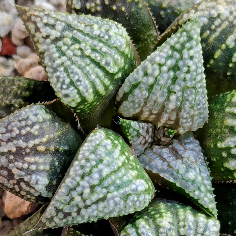 Haworthia PP611 hybrid series #46
