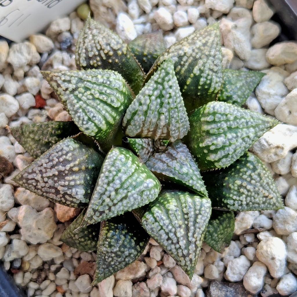 Haworthia PP611 hybrid series #46
