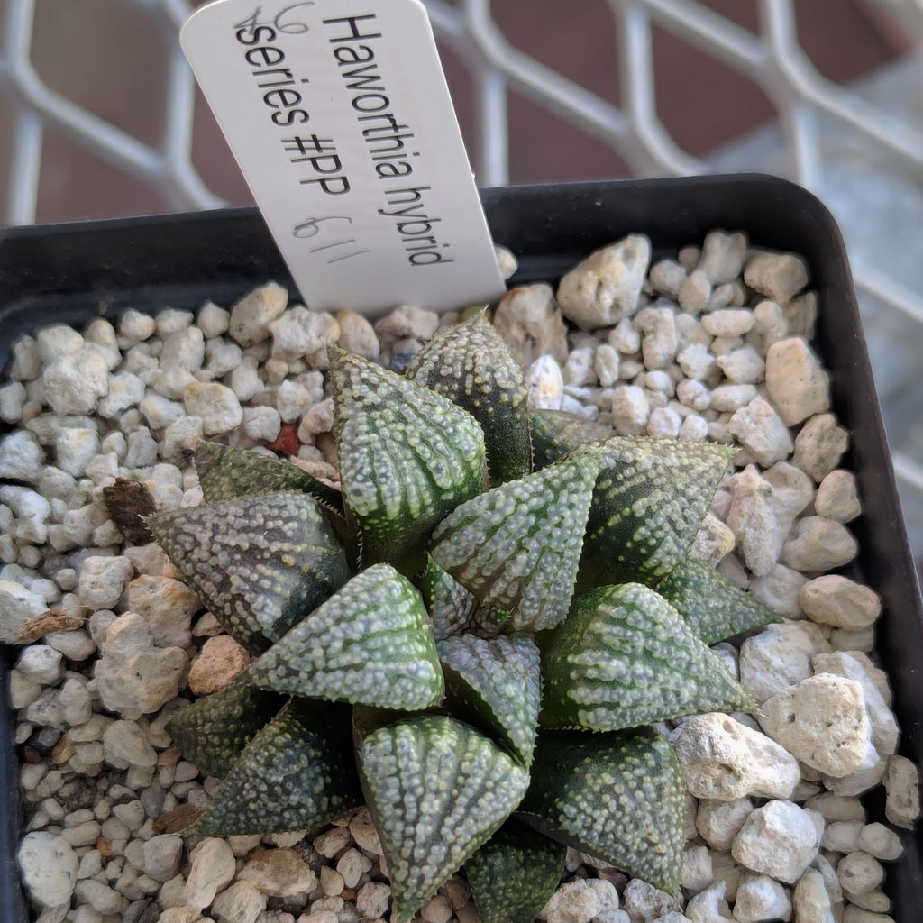 Haworthia PP611 hybrid series #46
