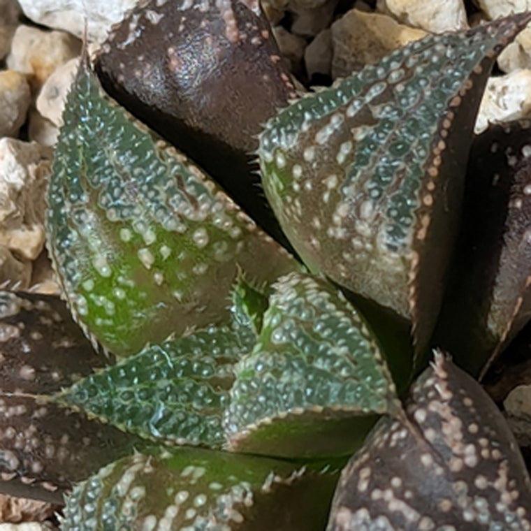 Haworthia  hybrid series PP611  #46