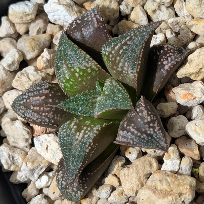 Haworthia  hybrid series PP611  #46