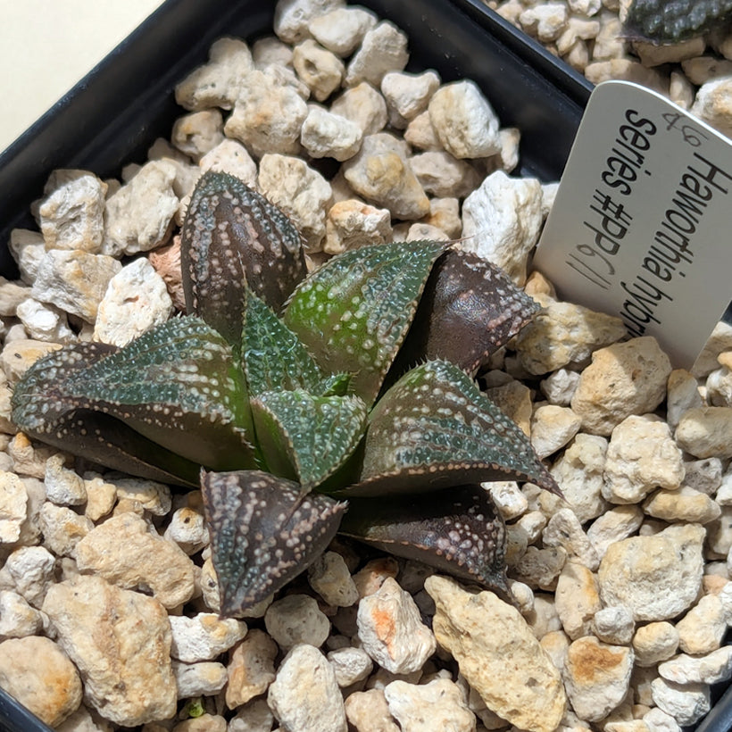 Haworthia  hybrid series PP611  #46