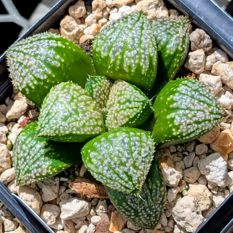 Haworthia 