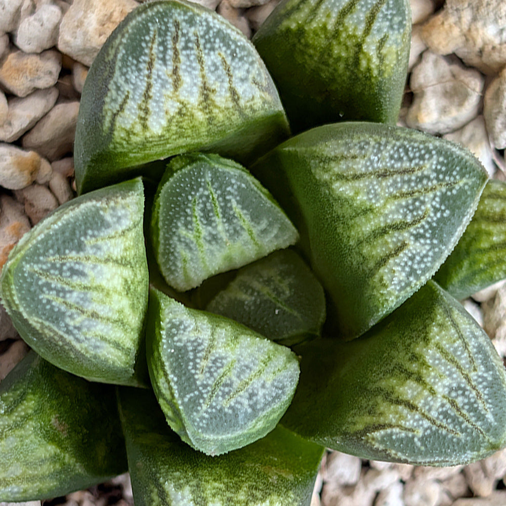 Haworthia PP576 hybrid series #46