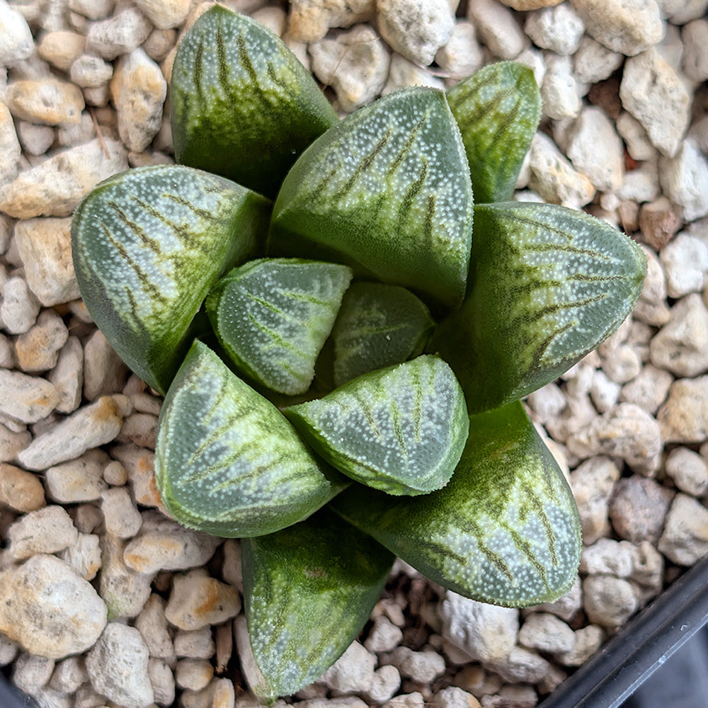 Haworthia PP576 hybrid series #46