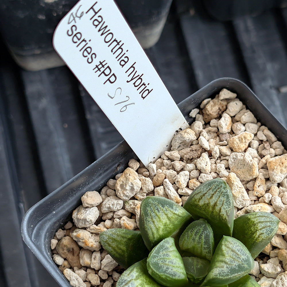 Haworthia PP576 hybrid series #46