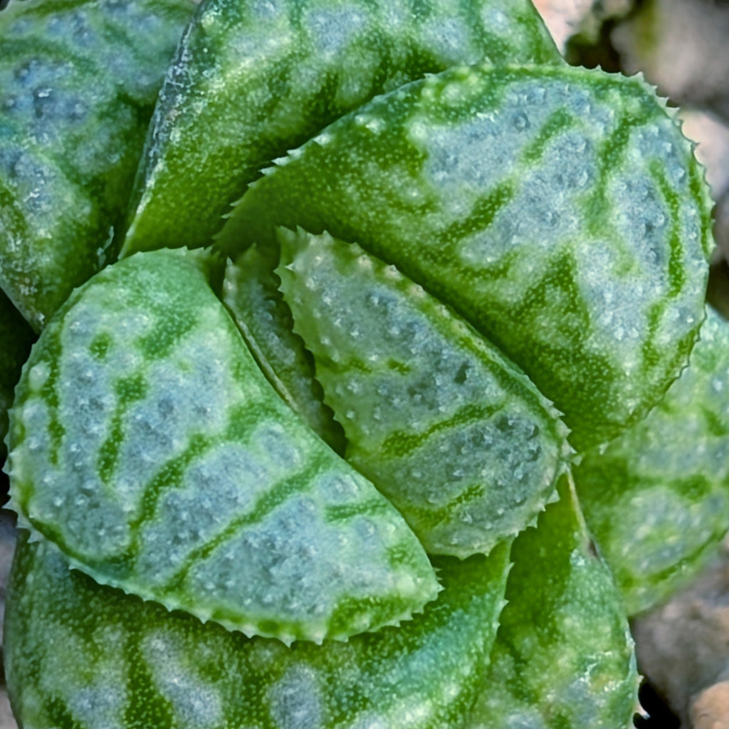 Haworthia PP671 hybrid series #46