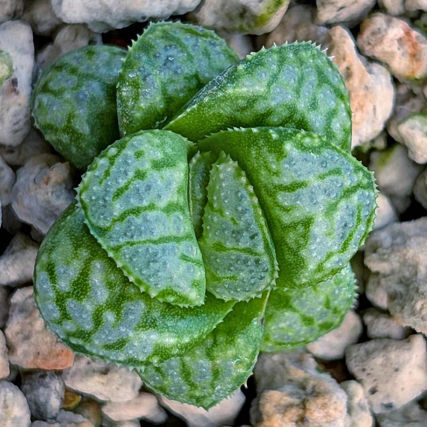Haworthia PP671 hybrid series #46