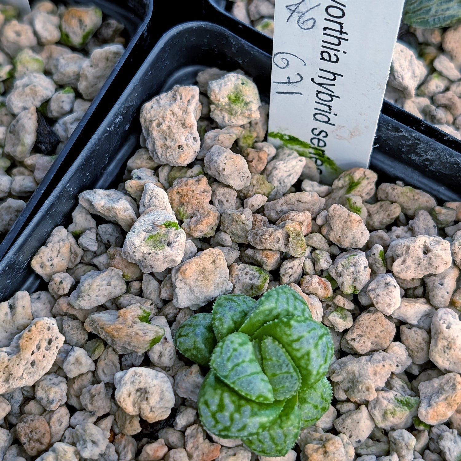 Haworthia PP671 hybrid series #46