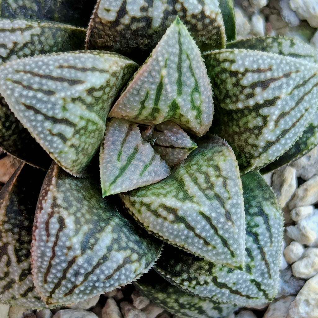 Haworthia PP641 hybrid series #47