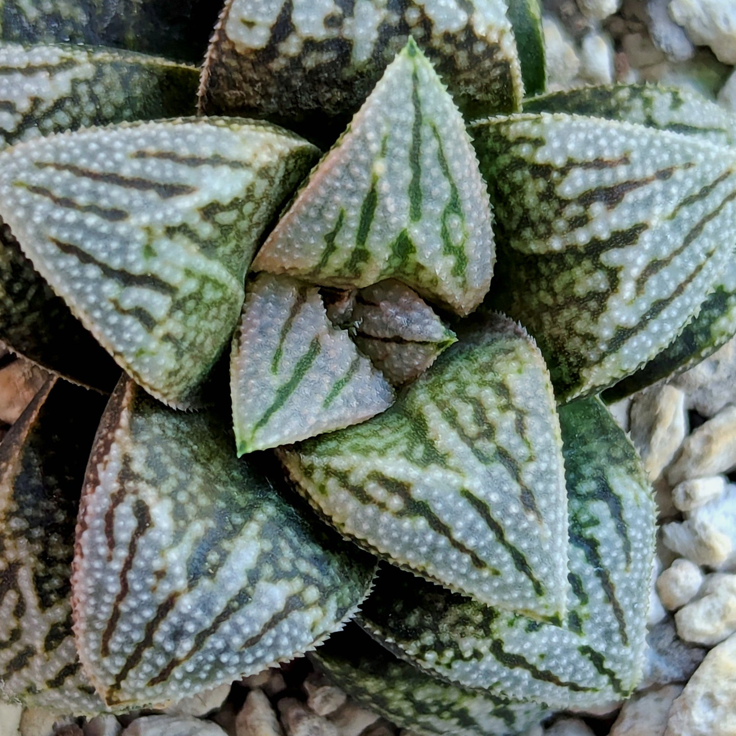 Haworthia PP641 hybrid series #47