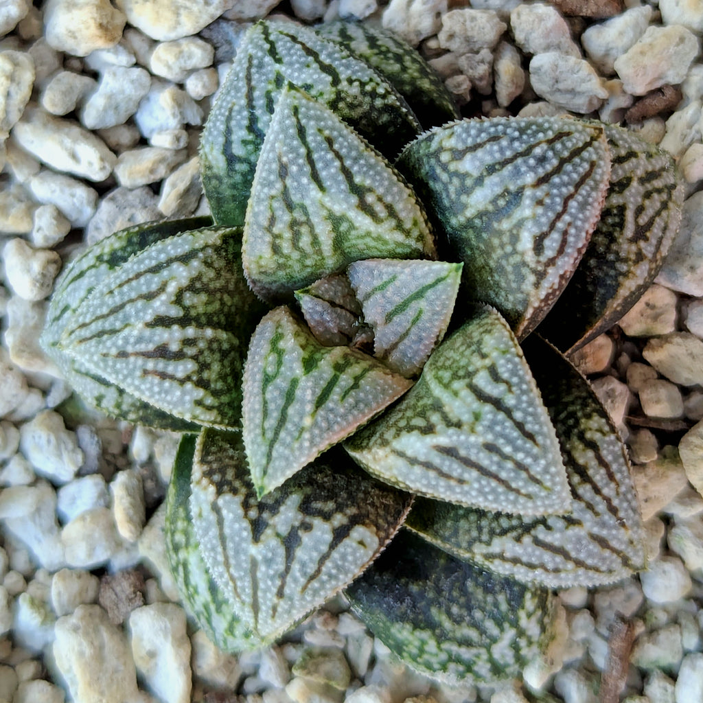 Haworthia PP641 hybrid series #47