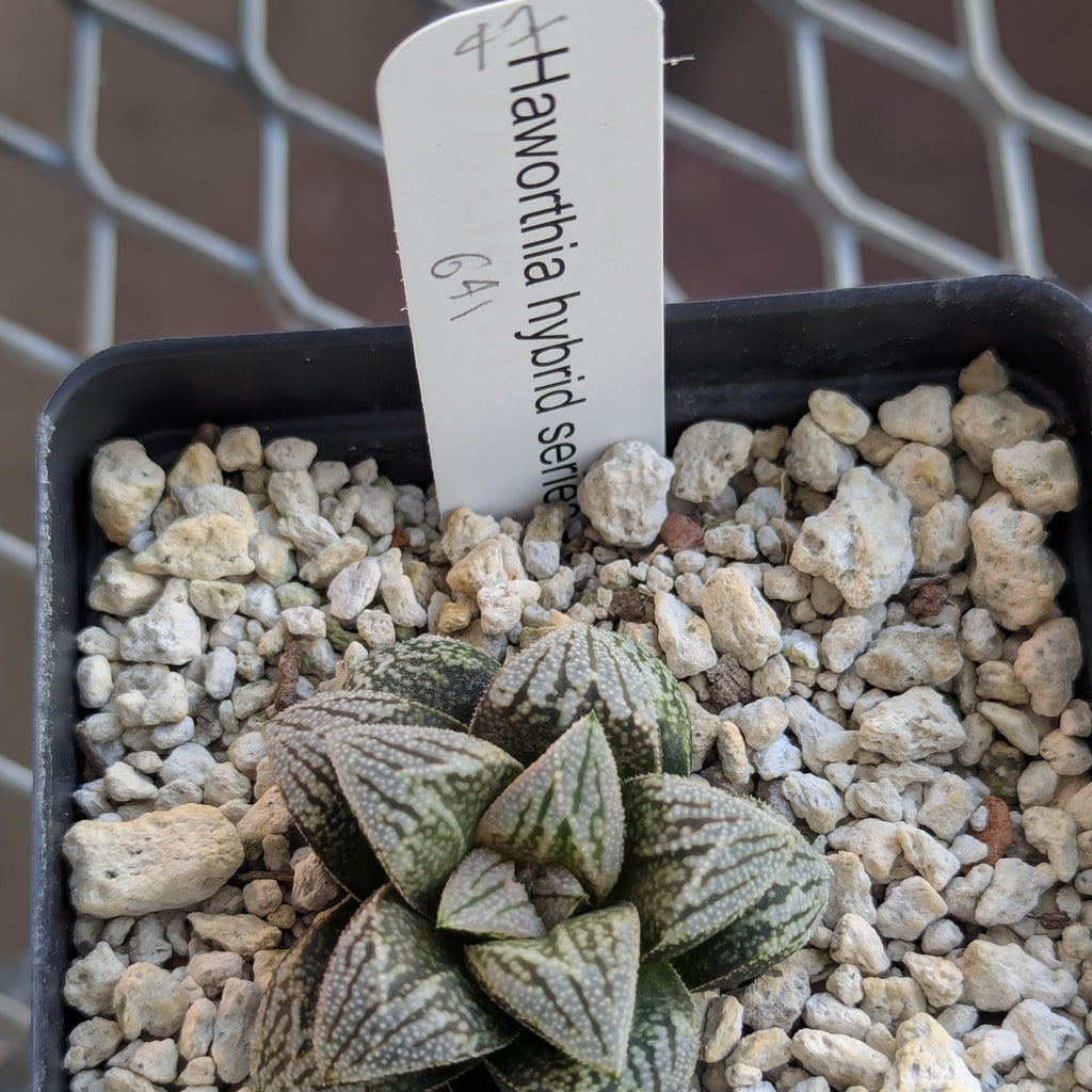 Haworthia PP641 hybrid series #47