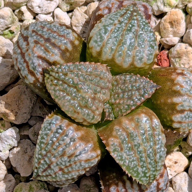 Haworthia 