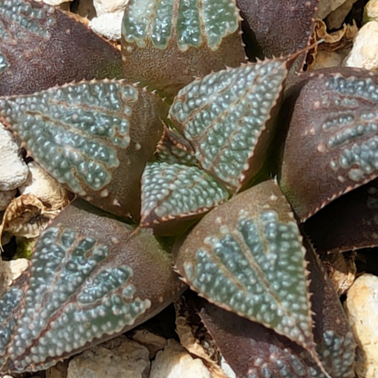 Haworthia  hybrid series PP611  #47
