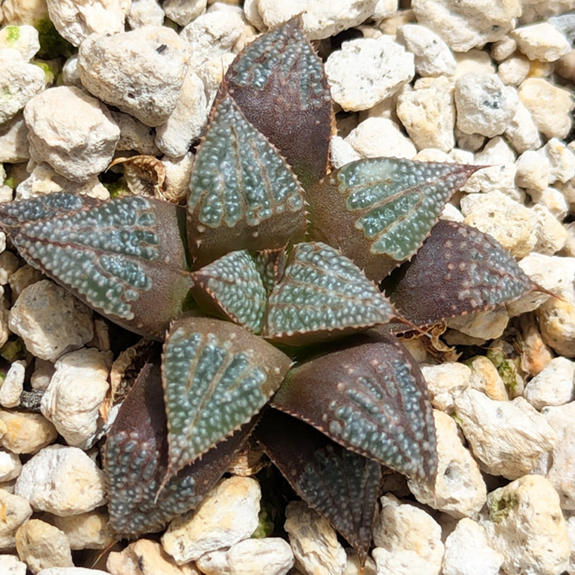 Haworthia  hybrid series PP611  #47