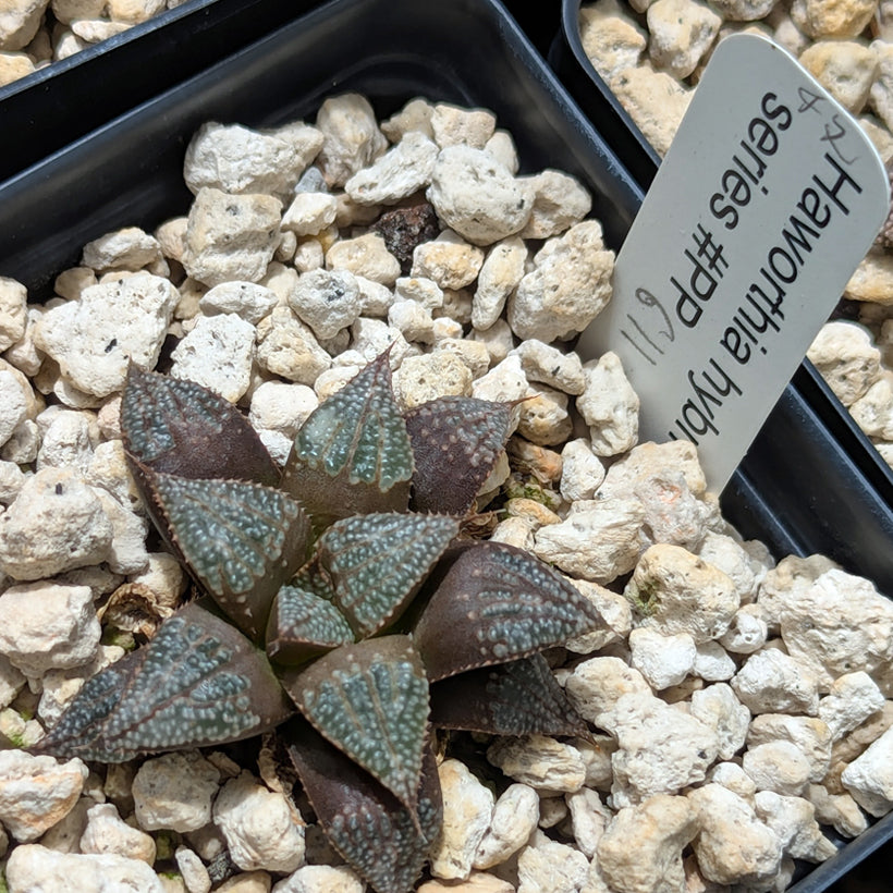 Haworthia  hybrid series PP611  #47