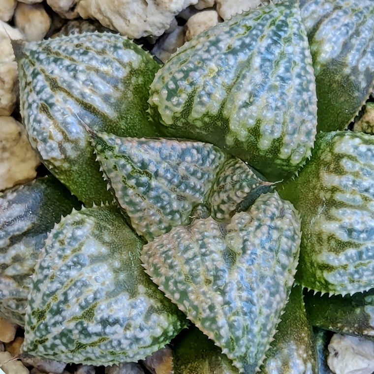 Haworthia 