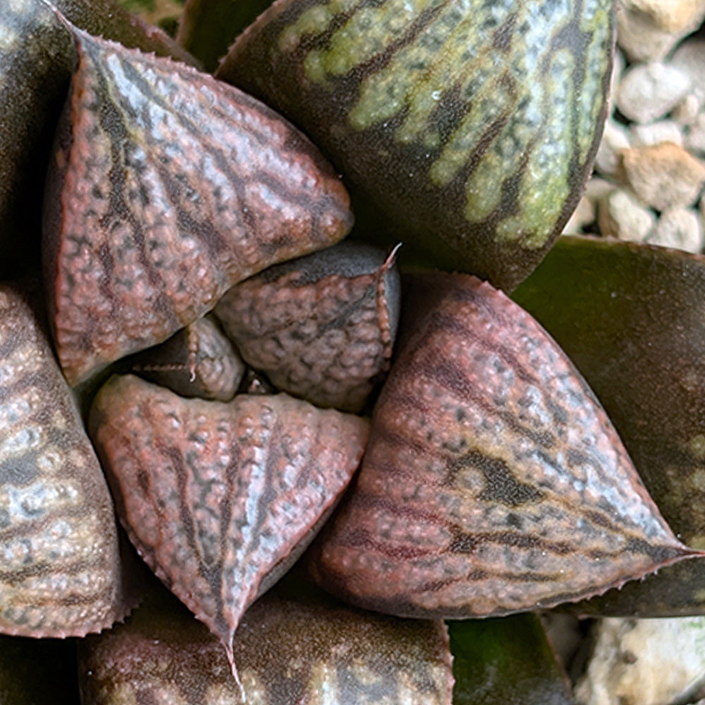 Haworthia PP636 hybrid series #47