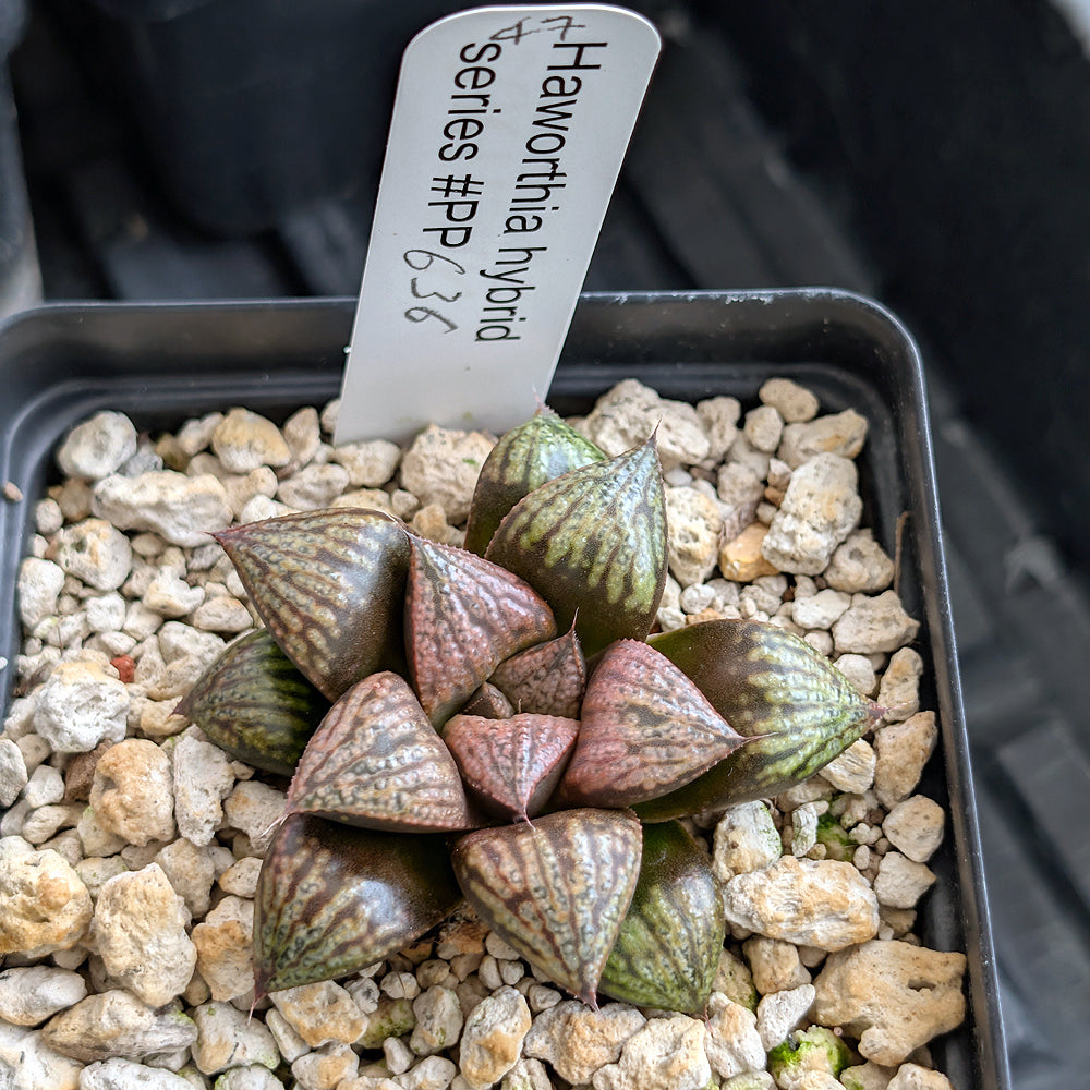 Haworthia PP636 hybrid series #47
