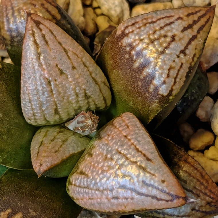 Haworthia  hybrid series PP639 #47