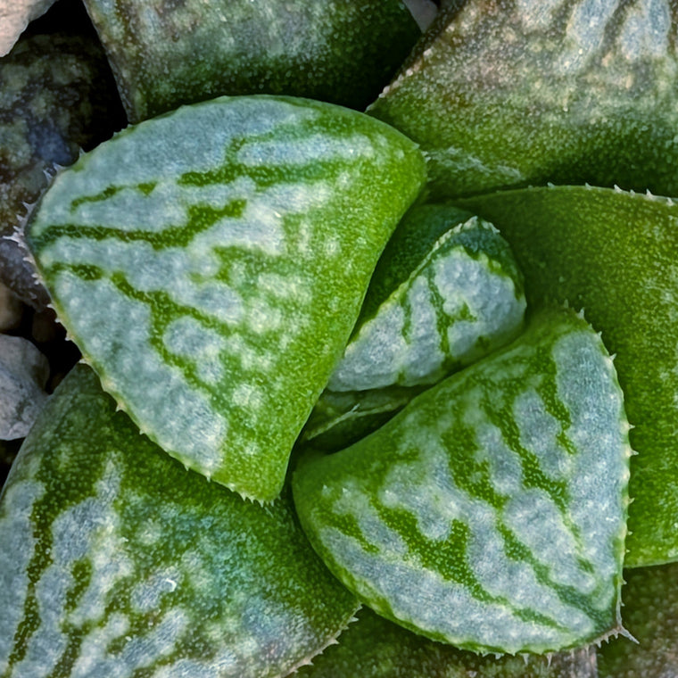 Haworthia PP671 hybrid series #47