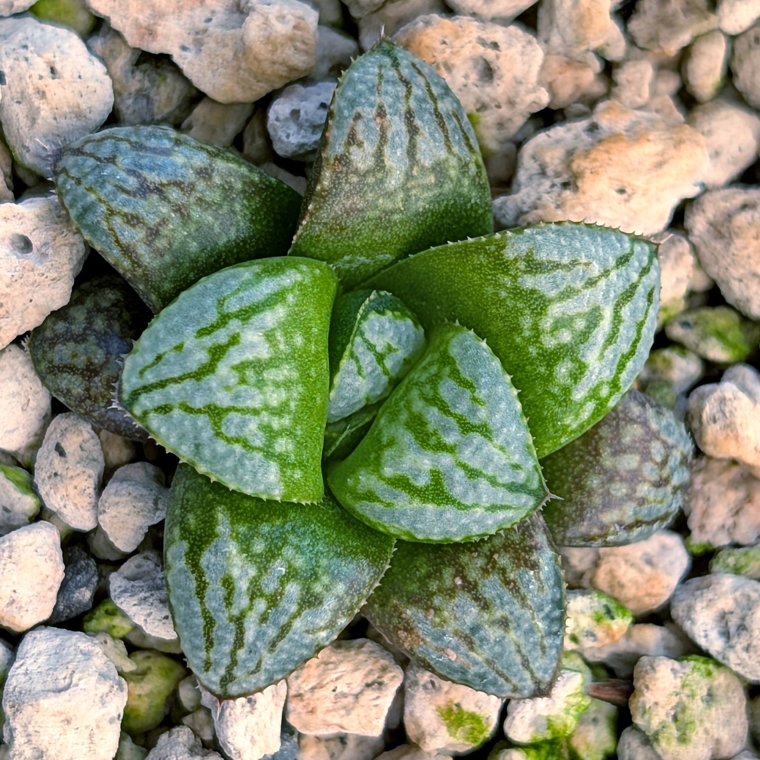 Haworthia PP671 hybrid series #47