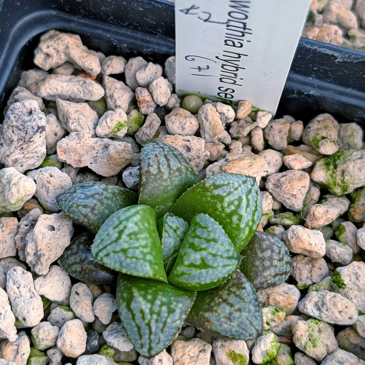 Haworthia PP671 hybrid series #47