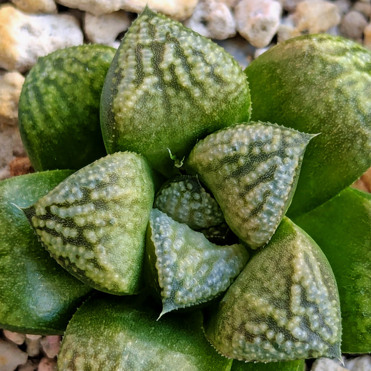 Haworthia PP636 hybrid series #48