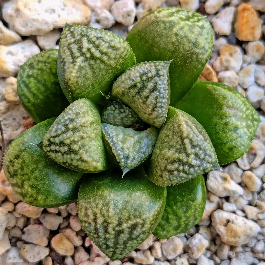 Haworthia PP636 hybrid series #48