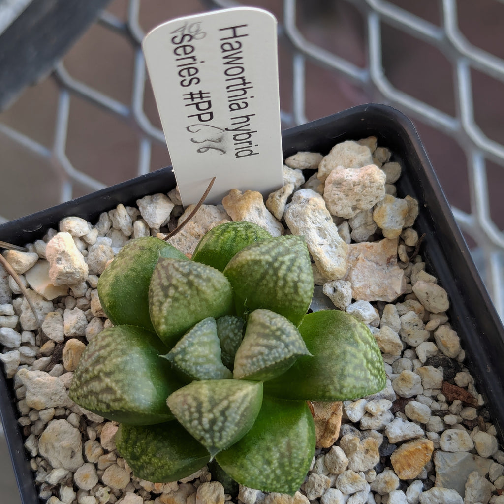 Haworthia PP636 hybrid series #48